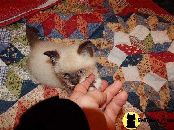 prosperity cattery Picture 3